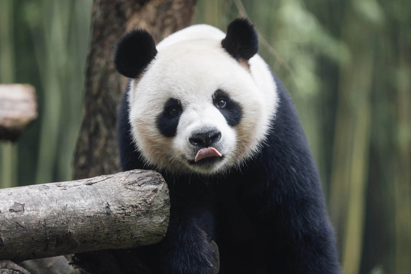 A new pair of giant pandas gifted by Beijing arrives in Hong Kong