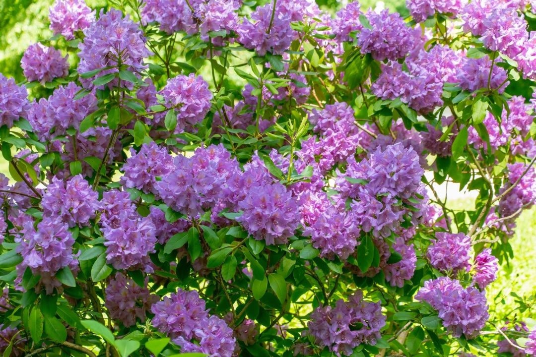 Rhododendron tips from the Weekend Gardener to help your blooms thrive