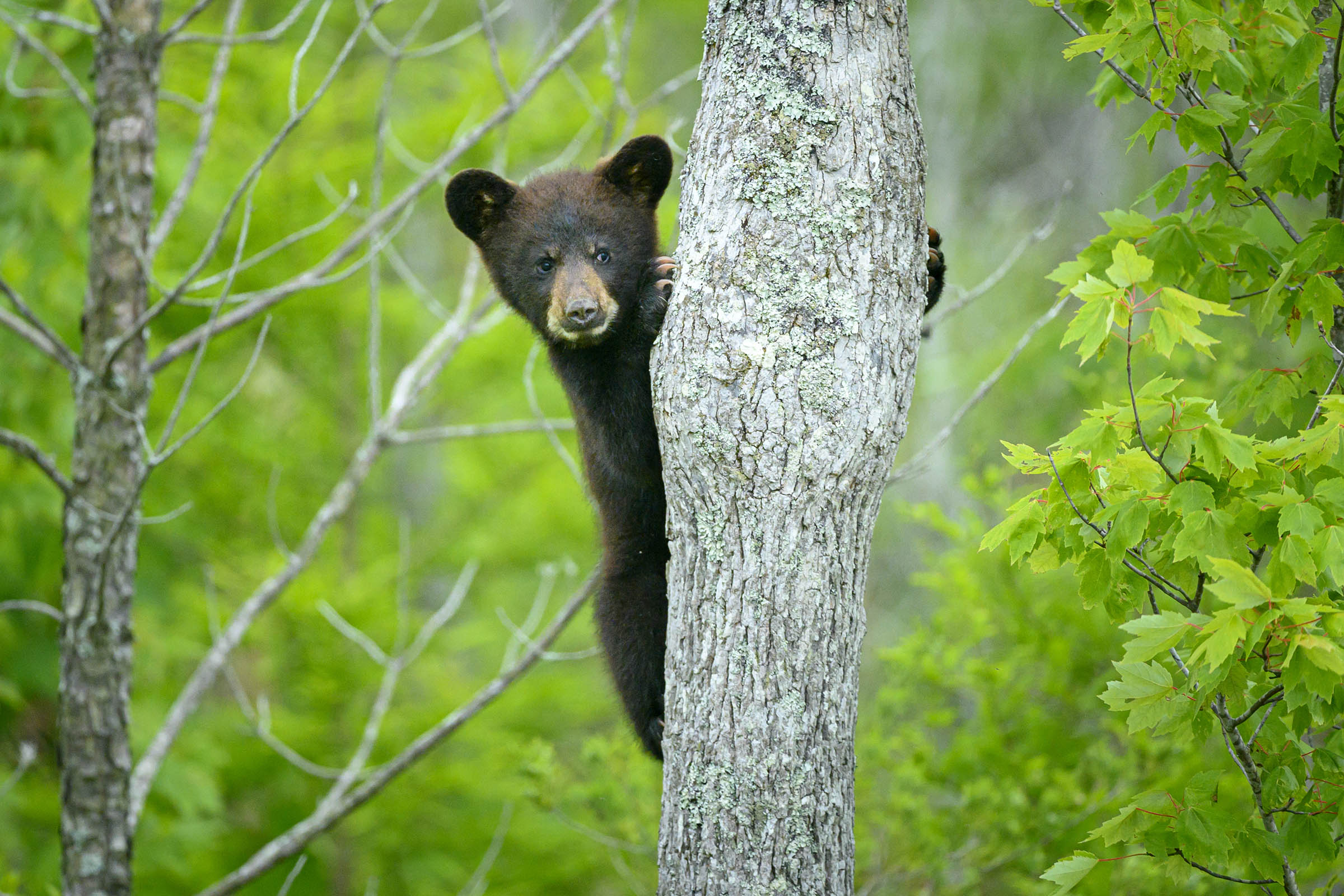 Bear cub returned to the wild after being harassed by locals in North Carolina