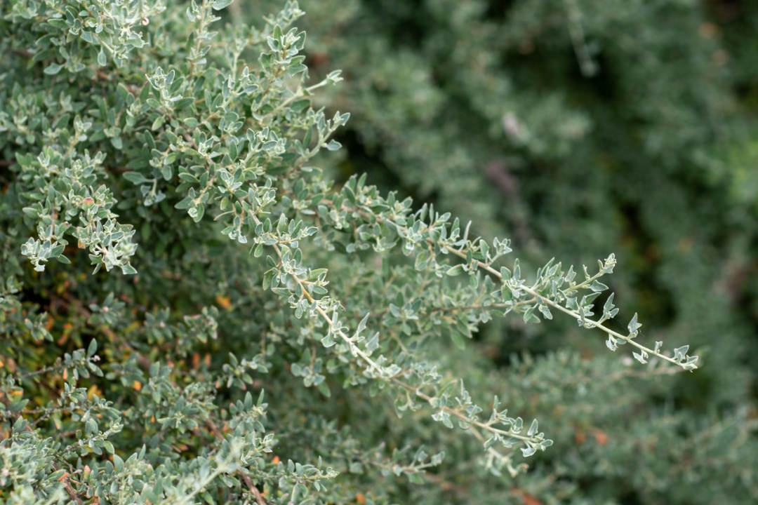 The Weekend Gardener Tips: Taming the Saltbush